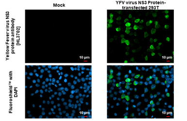 Anti-Yellow Fever virus NS3 protein antibody [HL3702] used in Immunocytochemistry/ Immunofluorescence (ICC/IF). GTX641874